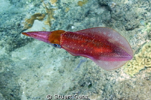 Hawaiian Sqiud by Stuart Ganz 